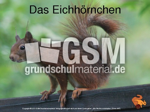 1-Eichhörnchen-Präsentation.pdf